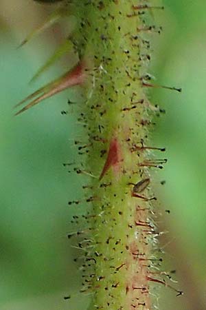 Rubus haeupleri \ H�uplers Brombeere / Haeupler's Bramble, D Willebaldessen 29.7.2020