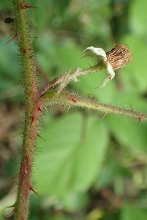 Rubus haeupleri \ H�uplers Brombeere / Haeupler's Bramble, D Willebaldessen 29.7.2020