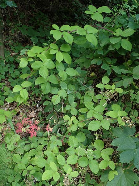 Rubus haeupleri \ H�uplers Brombeere / Haeupler's Bramble, D Willebaldessen 29.7.2020