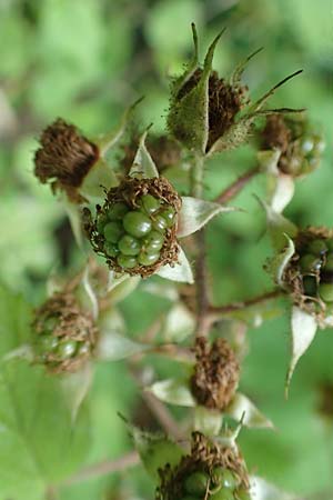 Rubus haeupleri \ H�uplers Brombeere / Haeupler's Bramble, D Willebaldessen 29.7.2020