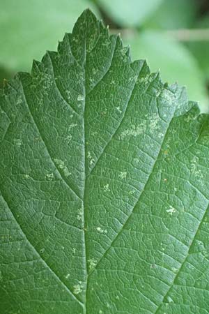 Rubus hypomalacus \ Samtbl&auml;ttrige Brombeere / Velvet-Leaved Bramble, D Bad Orb 19.8.2020