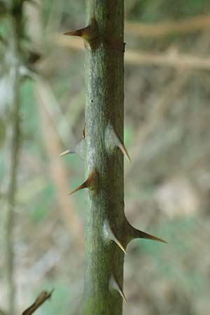 Rubus hypomalacus \ Samtbl&auml;ttrige Brombeere / Velvet-Leaved Bramble, D Bad Orb 19.8.2020