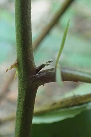 Rubus hypomalacus \ Samtbl&auml;ttrige Brombeere / Velvet-Leaved Bramble, D Bad Orb 19.8.2020
