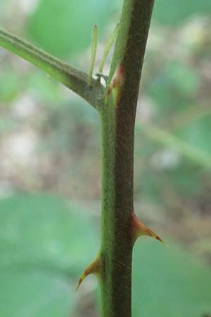 Rubus hypomalacus \ Samtbl&auml;ttrige Brombeere / Velvet-Leaved Bramble, D Bad Orb 19.8.2020