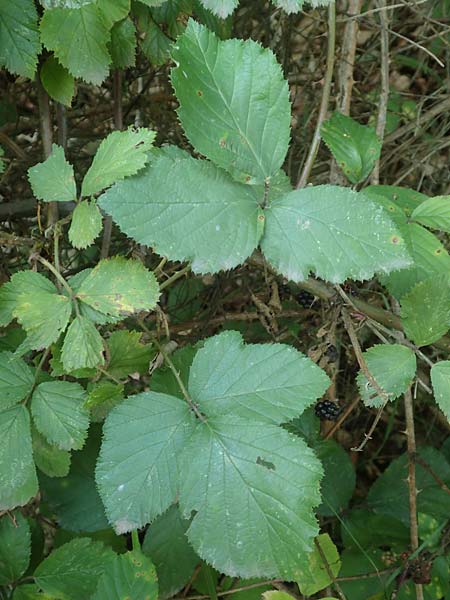 Rubus hypomalacus \ Samtbl&auml;ttrige Brombeere / Velvet-Leaved Bramble, D Bad Orb 19.8.2020