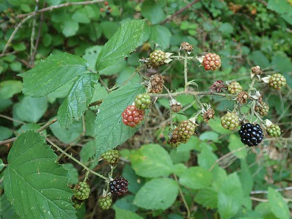 Rubus hypomalacus \ Samtbl&auml;ttrige Brombeere / Velvet-Leaved Bramble, D Bad Orb 19.8.2020