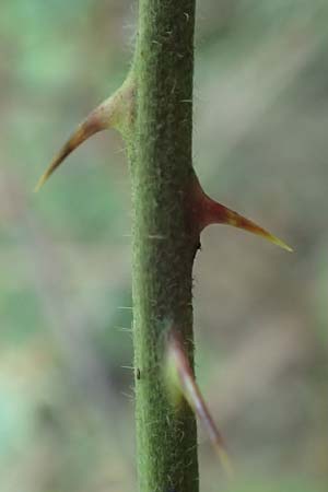 Rubus hypomalacus \ Samtbl&auml;ttrige Brombeere / Velvet-Leaved Bramble, D Bad Orb 19.8.2020
