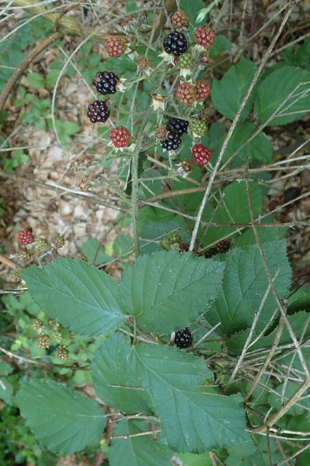 Rubus hypomalacus \ Samtbl&auml;ttrige Brombeere / Velvet-Leaved Bramble, D Bad Orb 19.8.2020