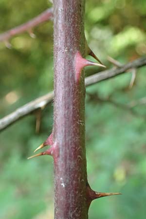 Rubus hypomalacus \ Samtbl&auml;ttrige Brombeere / Velvet-Leaved Bramble, D Bad Orb 19.8.2020