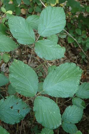 Rubus hypomalacus \ Samtbl&auml;ttrige Brombeere / Velvet-Leaved Bramble, D Bad Orb 19.8.2020