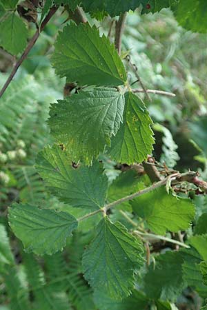 Rubus hypomalacus \ Samtbl&auml;ttrige Brombeere / Velvet-Leaved Bramble, D Bad Orb 19.8.2020