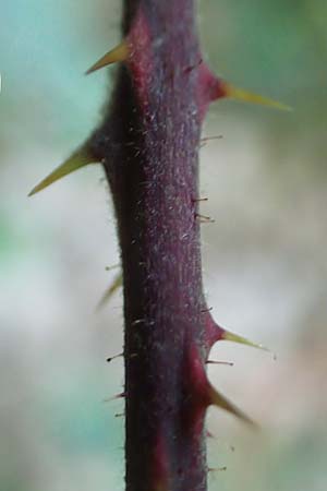 Rubus hirtus agg. \ Dunkeldr�sige Brombeere / Rough Bramble, D Odenwald, Albersbach 27.8.2020