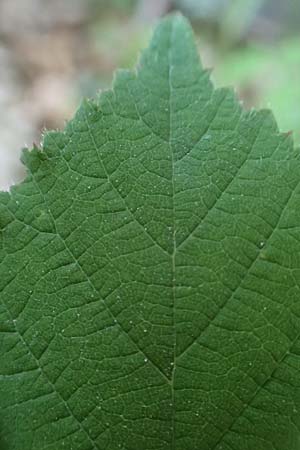 Rubus hirtus agg. \ Dunkeldr�sige Brombeere / Rough Bramble, D Odenwald, Albersbach 27.8.2020