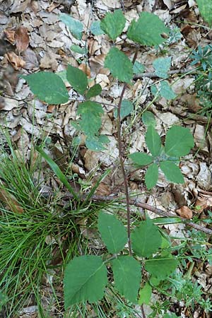 Rubus hirtus agg. \ Dunkeldr�sige Brombeere / Rough Bramble, D Odenwald, Albersbach 27.8.2020