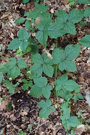 Rubus hadracanthos \ Dickstachelige Haselblatt-Brombeere / Thick-Spined Bramble, D Osnabr&uuml;ck 10.8.2021