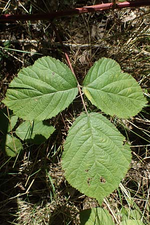 Rubus holandrei \ Grobe Haselblatt-Brombeere / Gross Bramble, D Frankfurt Airport 14.8.2021