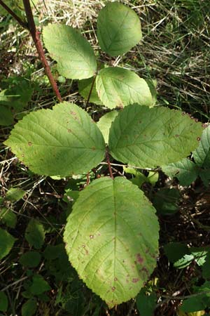 Rubus holandrei \ Grobe Haselblatt-Brombeere / Gross Bramble, D Frankfurt Airport 14.8.2021