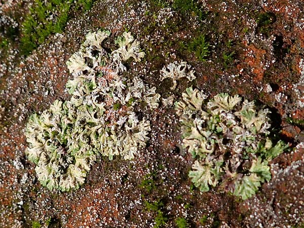 Riccia huebeneriana ? \ H&uuml;beners Stern-Lebermoos / Huebener's Crystalwort, D Kaiserslautern 15.8.2021