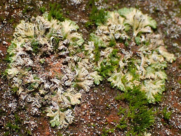 Riccia huebeneriana ? \ H&uuml;beners Stern-Lebermoos / Huebener's Crystalwort, D Kaiserslautern 15.8.2021