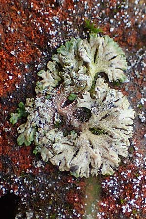 Riccia huebeneriana ? \ H&uuml;beners Stern-Lebermoos / Huebener's Crystalwort, D Kaiserslautern 15.8.2021