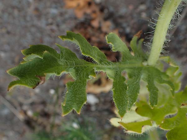 Glaucium corniculatum \ Roter Hornmohn / Red Horned Poppy, D Th&uuml;ringen, Erfurt 6.6.2022