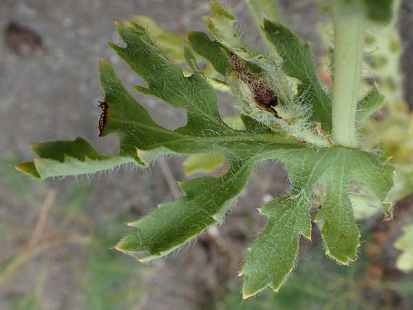 Glaucium corniculatum \ Roter Hornmohn / Red Horned Poppy, D Th&uuml;ringen, Erfurt 6.6.2022