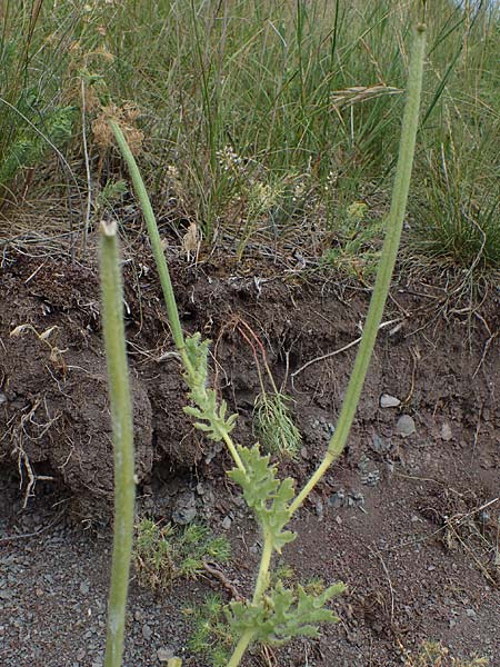 Glaucium corniculatum \ Roter Hornmohn / Red Horned Poppy, D Th&uuml;ringen, Erfurt 6.6.2022