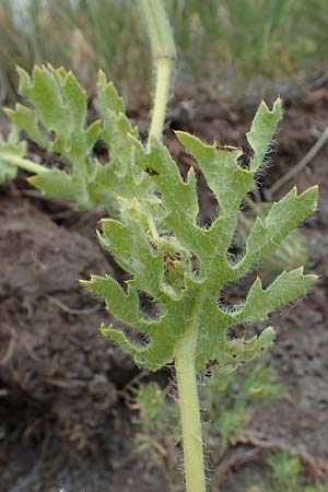 Glaucium corniculatum \ Roter Hornmohn / Red Horned Poppy, D Th&uuml;ringen, Erfurt 6.6.2022