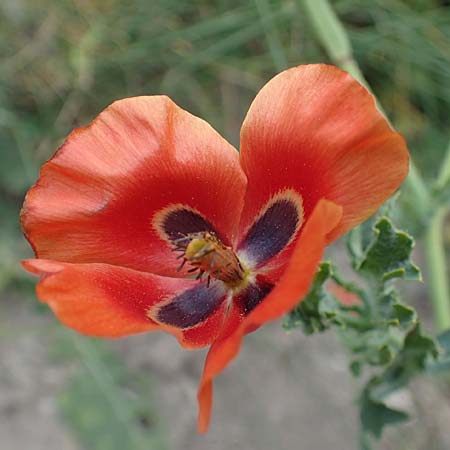 Glaucium corniculatum \ Roter Hornmohn / Red Horned Poppy, D Th&uuml;ringen, Erfurt 6.6.2022