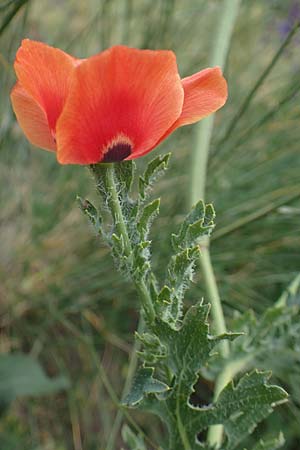 Glaucium corniculatum \ Roter Hornmohn / Red Horned Poppy, D Th&uuml;ringen, Erfurt 6.6.2022