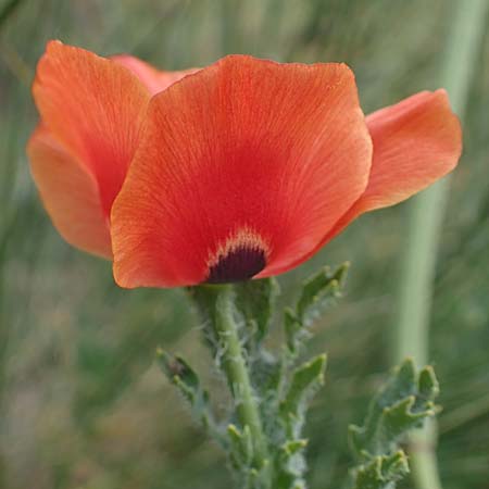Glaucium corniculatum \ Roter Hornmohn / Red Horned Poppy, D Th&uuml;ringen, Erfurt 6.6.2022