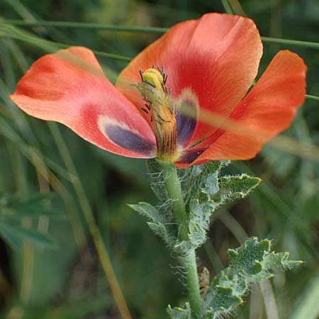 Glaucium corniculatum \ Roter Hornmohn / Red Horned Poppy, D Th&uuml;ringen, Erfurt 6.6.2022