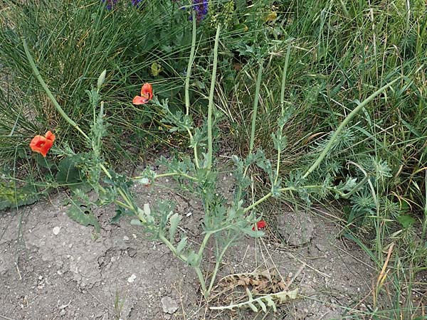 Glaucium corniculatum \ Roter Hornmohn / Red Horned Poppy, D Th&uuml;ringen, Erfurt 6.6.2022
