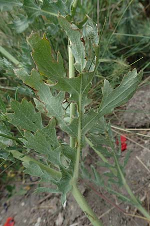 Glaucium corniculatum \ Roter Hornmohn / Red Horned Poppy, D Th&uuml;ringen, Erfurt 6.6.2022