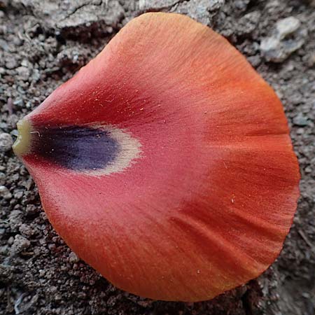 Glaucium corniculatum \ Roter Hornmohn / Red Horned Poppy, D Th&uuml;ringen, Erfurt 6.6.2022