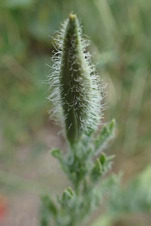 Glaucium corniculatum \ Roter Hornmohn / Red Horned Poppy, D Th&uuml;ringen, Erfurt 6.6.2022
