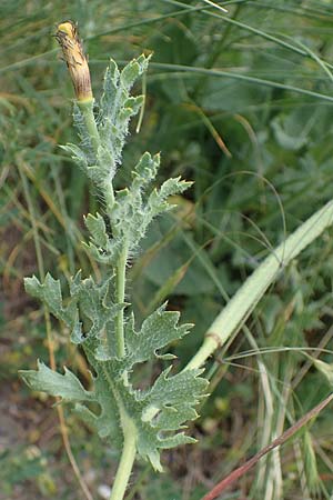 Glaucium corniculatum \ Roter Hornmohn / Red Horned Poppy, D Th&uuml;ringen, Erfurt 6.6.2022