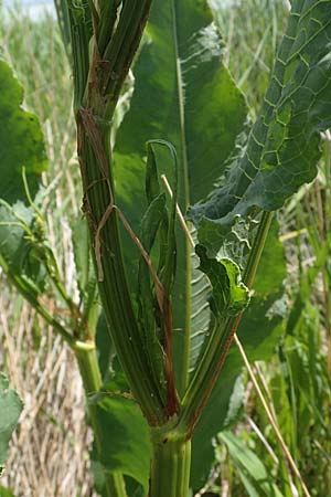 Rumex hydrolapathum \ Flu�-Ampfer, Teich-Ampfer / Great Water Dock, D Sachsen-Anhalt, S&uuml;&szlig;er See 7.6.2022