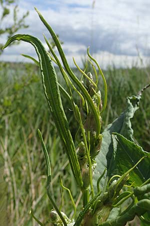 Rumex hydrolapathum \ Flu�-Ampfer, Teich-Ampfer / Great Water Dock, D Sachsen-Anhalt, S&uuml;&szlig;er See 7.6.2022