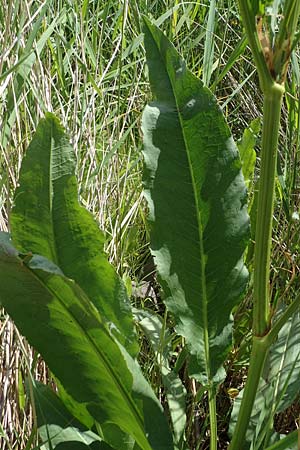 Rumex hydrolapathum \ Flu�-Ampfer, Teich-Ampfer / Great Water Dock, D Sachsen-Anhalt, S&uuml;&szlig;er See 7.6.2022