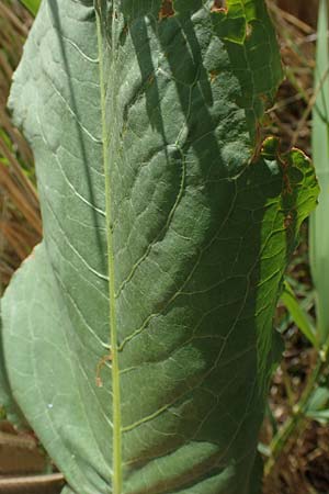 Rumex hydrolapathum \ Flu�-Ampfer, Teich-Ampfer / Great Water Dock, D Sachsen-Anhalt, S&uuml;&szlig;er See 7.6.2022