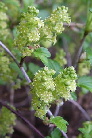 Ribes alpinum \ Alpen-Johannisbeere / Mountain Currant, D Botan. Gar.  Universit.  Heidelberg 13.3.2008