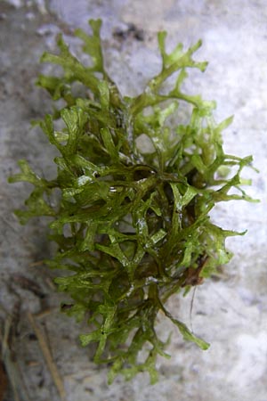 Riccia fluitans agg. \ Untergetauchtes Stern-Lebermoos / Crystalwort, Slender Riccia, D Eisenberg 2.8.2008