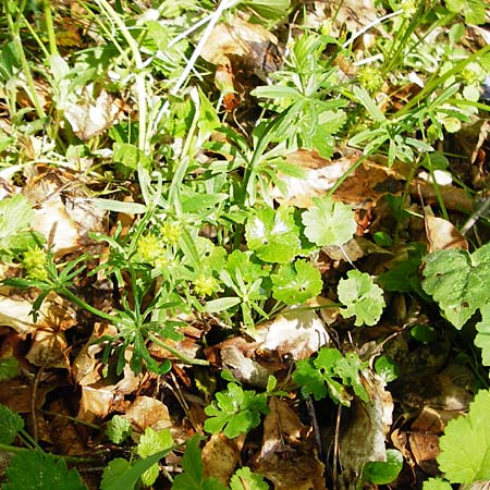 Ranunculus irregularis \ Ungleichm&auml;&szlig;iger Gold-Hahnenfu� / Irregular Goldilocks, D Mainberg 9.5.2015