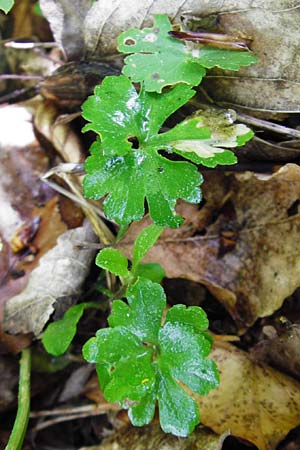 Ranunculus irregularis \ Ungleichm&auml;&szlig;iger Gold-Hahnenfu� / Irregular Goldilocks, D Mainberg 9.5.2015