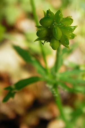 Ranunculus irregularis \ Ungleichm&auml;&szlig;iger Gold-Hahnenfu� / Irregular Goldilocks, D Mainberg 9.5.2015