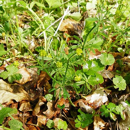 Ranunculus irregularis \ Ungleichm&auml;&szlig;iger Gold-Hahnenfu� / Irregular Goldilocks, D Mainberg 9.5.2015