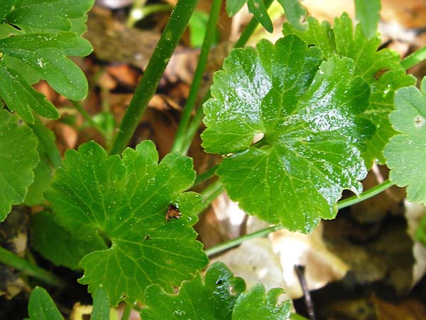 Ranunculus irregularis \ Ungleichm&auml;&szlig;iger Gold-Hahnenfu� / Irregular Goldilocks, D Mainberg 9.5.2015