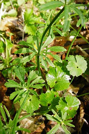 Ranunculus irregularis \ Ungleichm&auml;&szlig;iger Gold-Hahnenfu� / Irregular Goldilocks, D Mainberg 9.5.2015