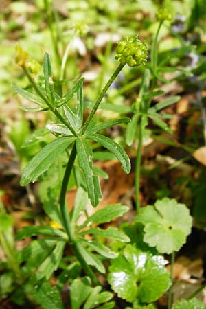Ranunculus irregularis \ Ungleichm&auml;&szlig;iger Gold-Hahnenfu� / Irregular Goldilocks, D Mainberg 9.5.2015